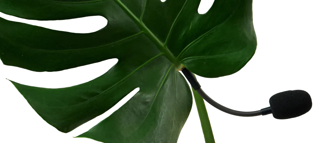 Monstera