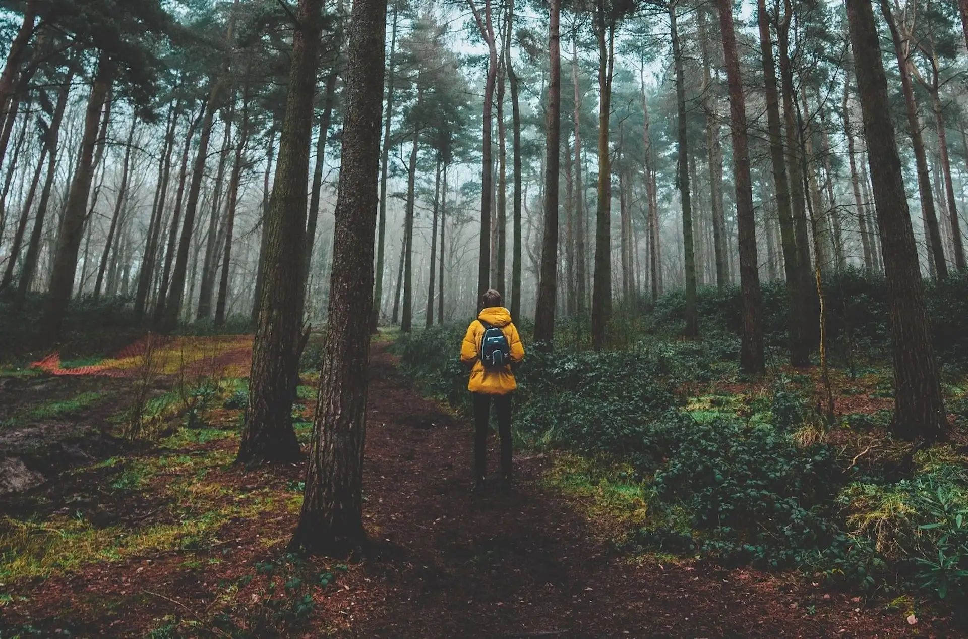 Walking in the woods 